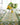 Lemon Runner